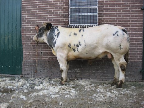 Gewassen en geschoren